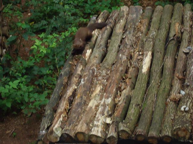 Damenfahrt Otterzentrum 026.jpg